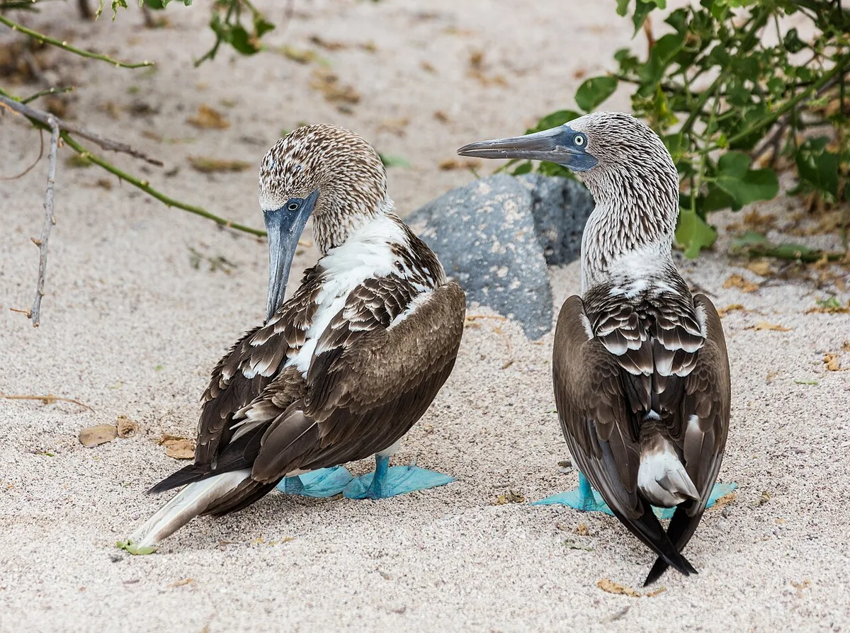 Best Time to Visit Galápagos (Seasons, Wildlife, Prices)
