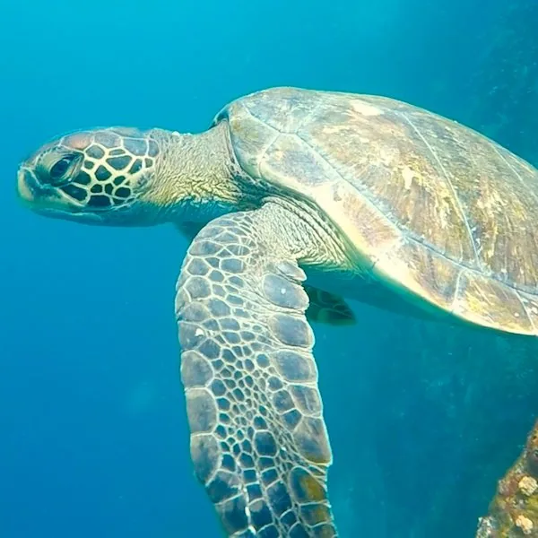 Birdwatching in Galápagos: A 7-Day Itinerary