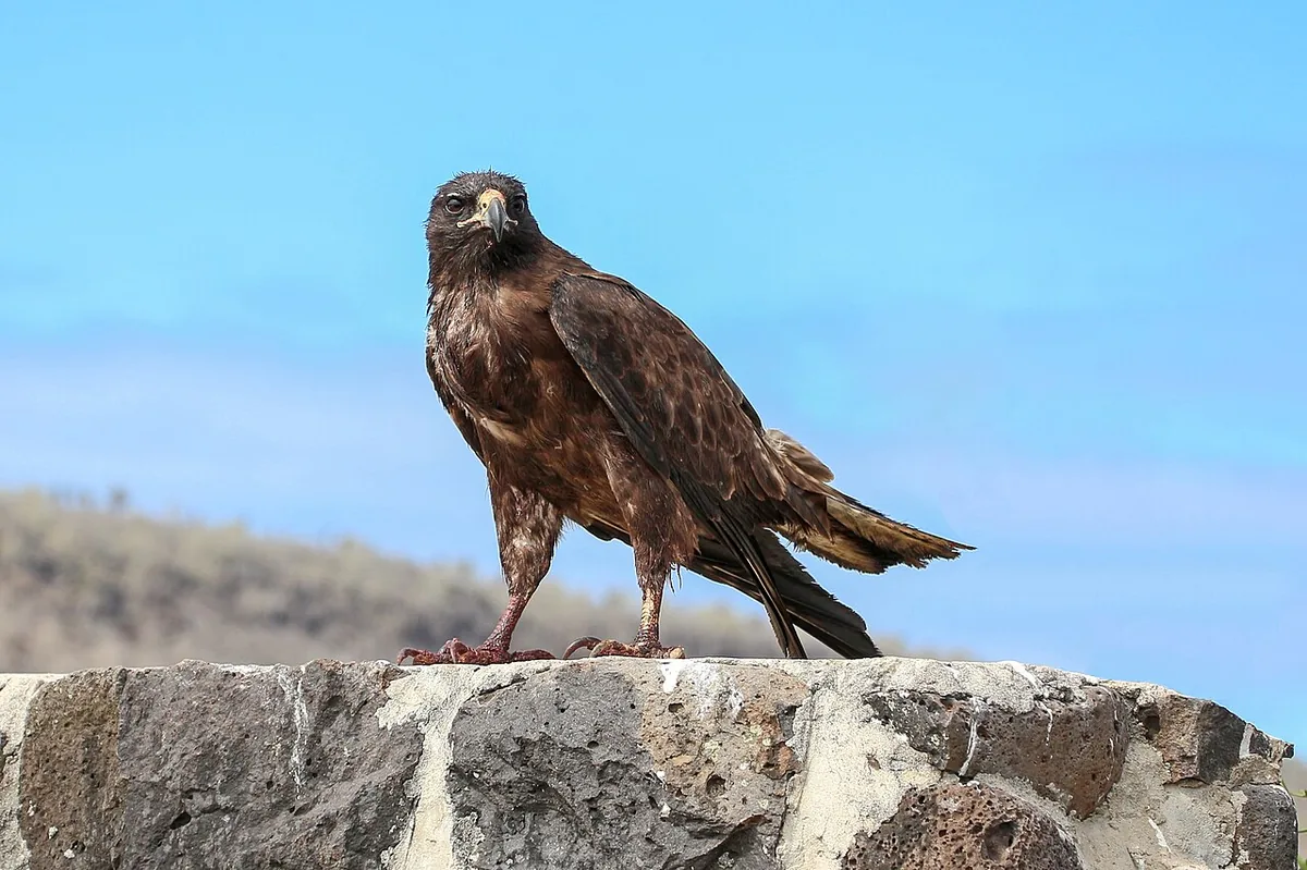 Daphne Major, Galápagos: The Island Science Made Famous