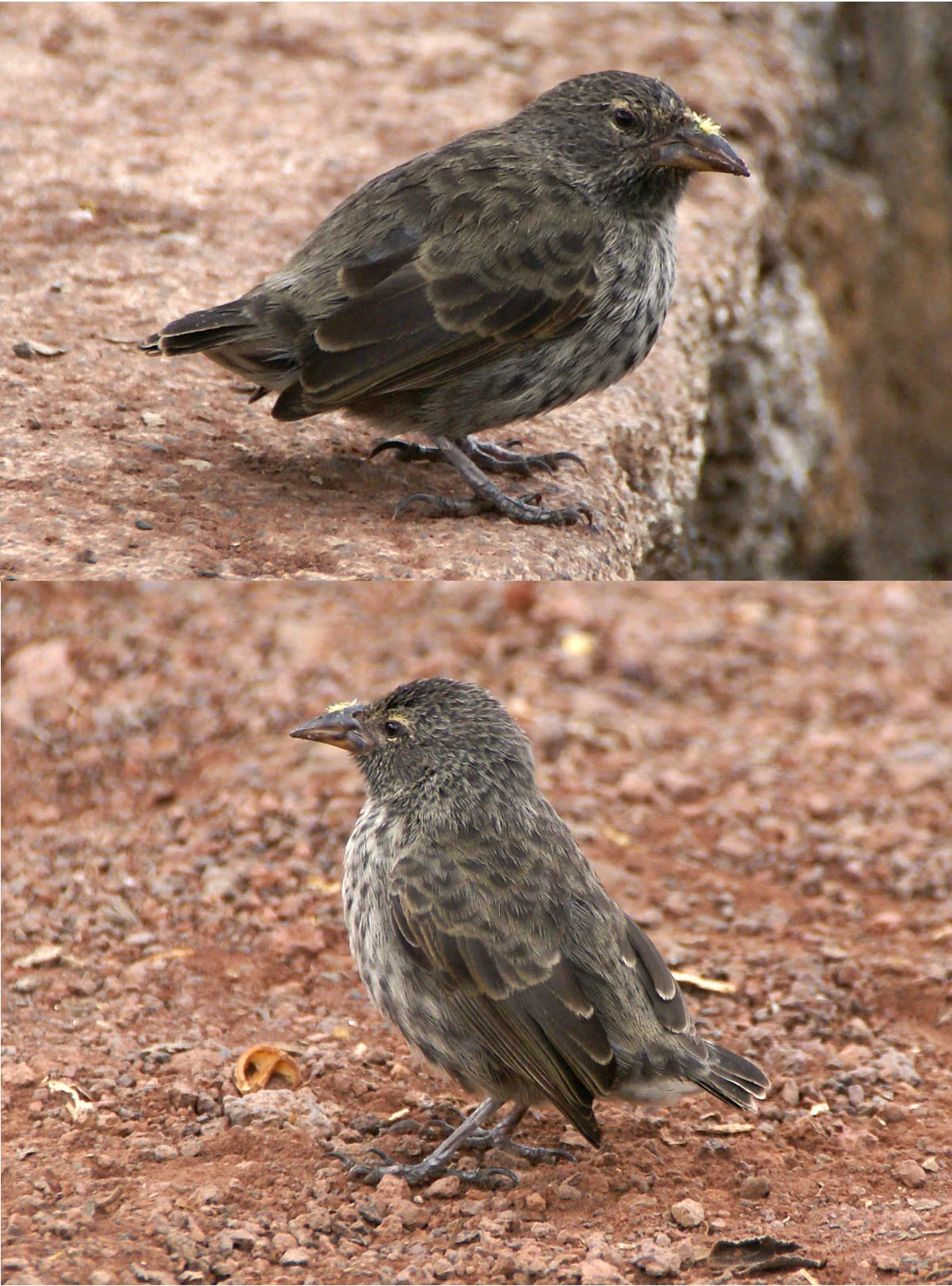Darwin's Finches: 13 Species That Changed Science