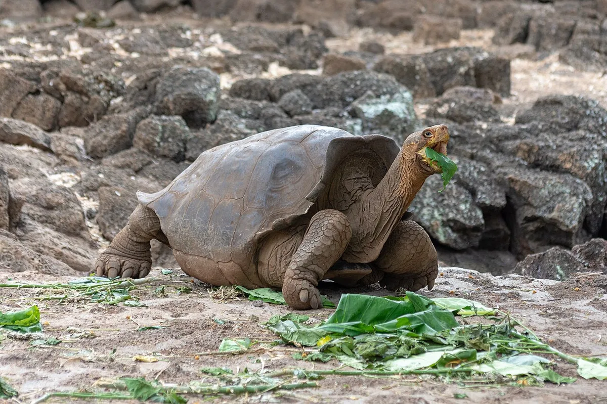 El Chato Tortoise Reserve: Wild Giants in the Highlands