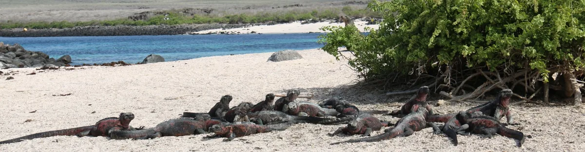 Española Island, Galápagos: Albatross, Gardner Bay, and the Oldest