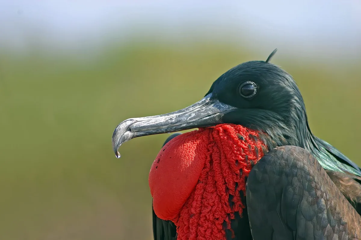 Frigatebirds: The Pirates of the Galápagos Sky