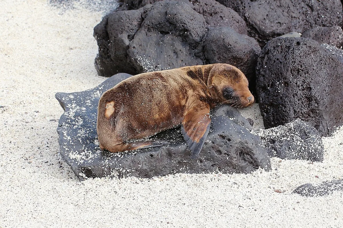 Galápagos on a Budget: The Day-by-Day Cheap Itinerary