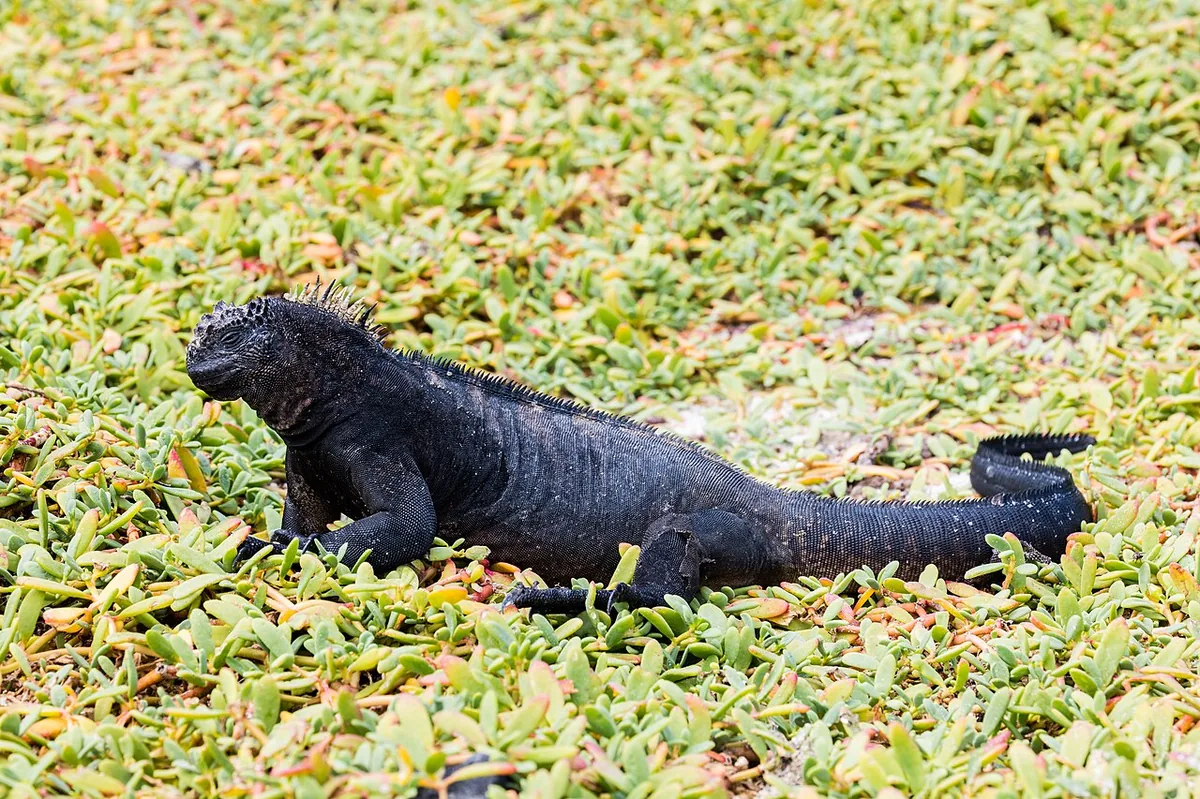 Galápagos Cruise vs Land-Based: Which Is Right for You?