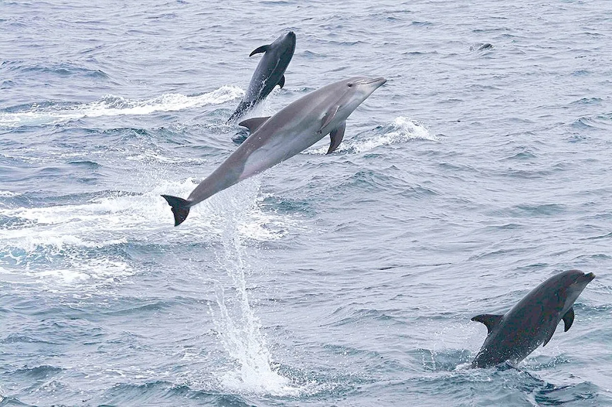 Dolphins and Whales of Galápagos: Where and When to See Them