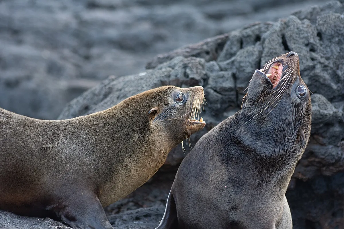 Galápagos Fur Seal: The Smallest Fur Seal on Earth