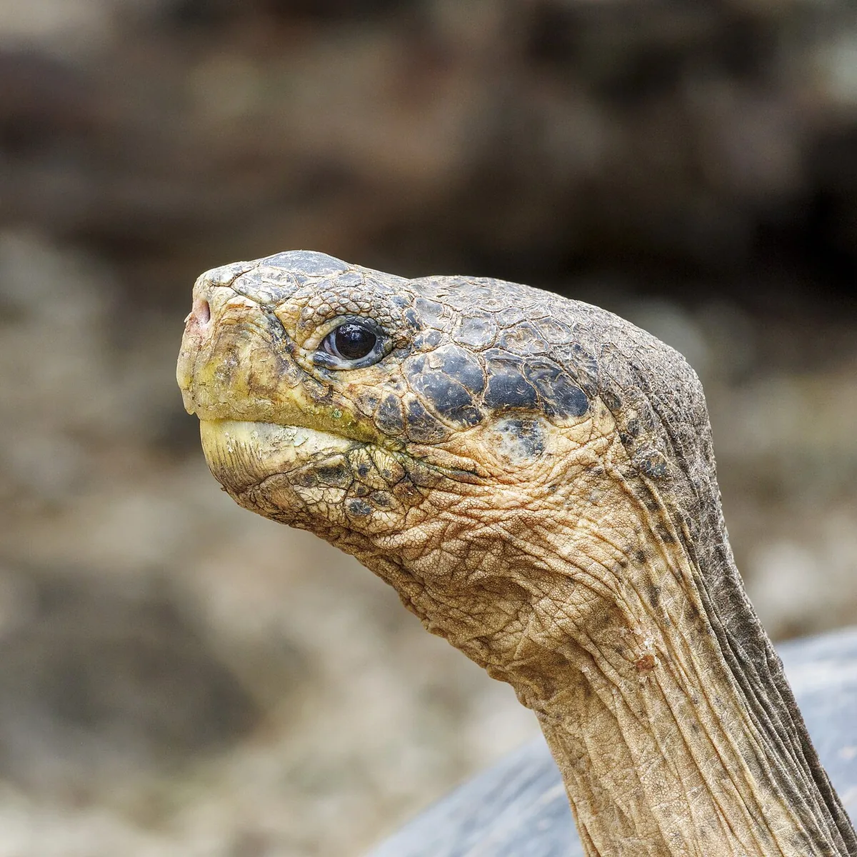 Galápagos Giant Tortoise: Where to See Them in the Wild