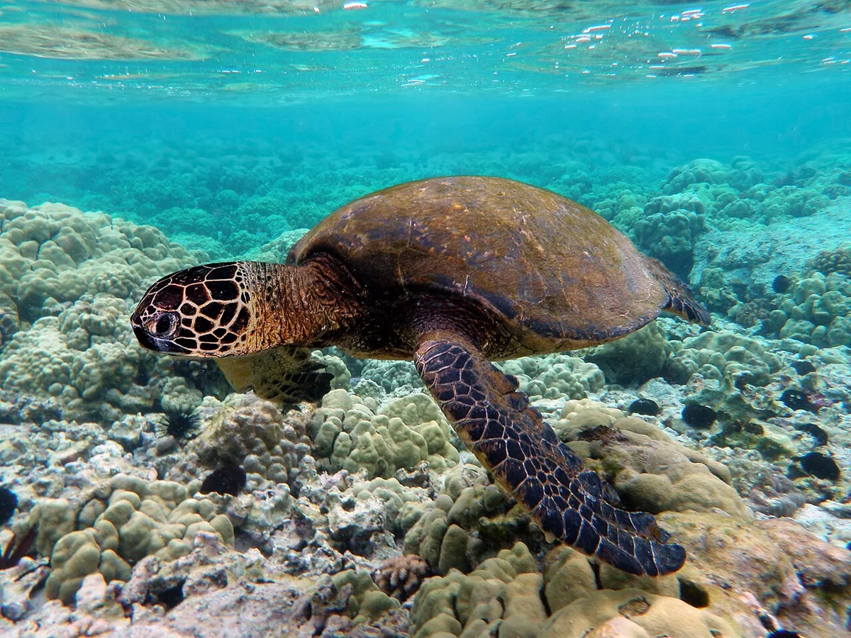 Galápagos in February: Warm Peak, Rain, Green Turtles