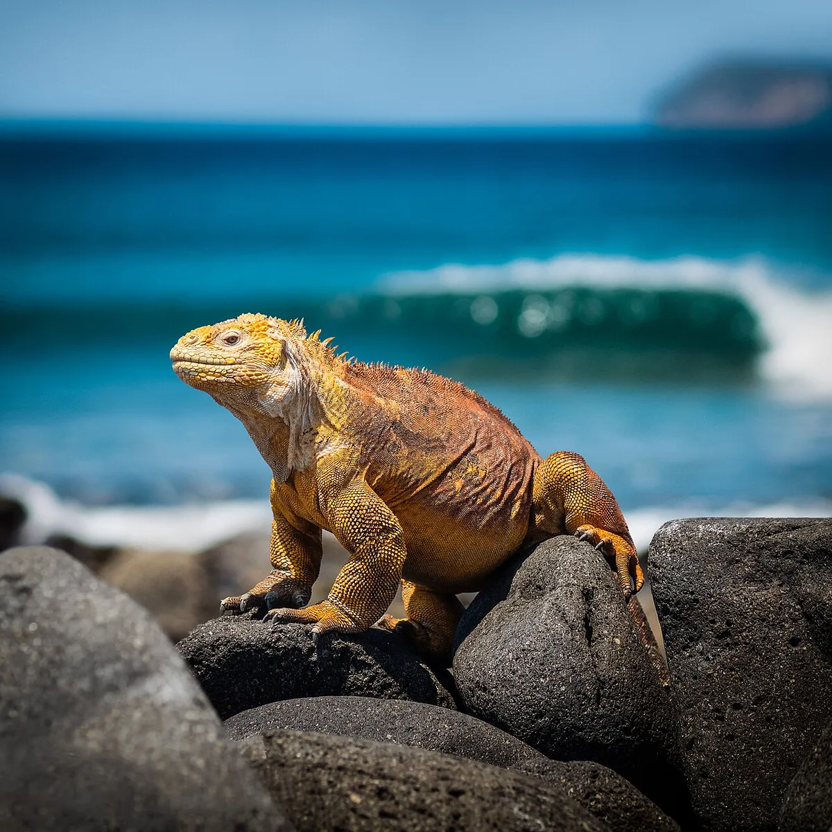 Galápagos Land Iguana: Where to See Them (and the Pink Cousin)