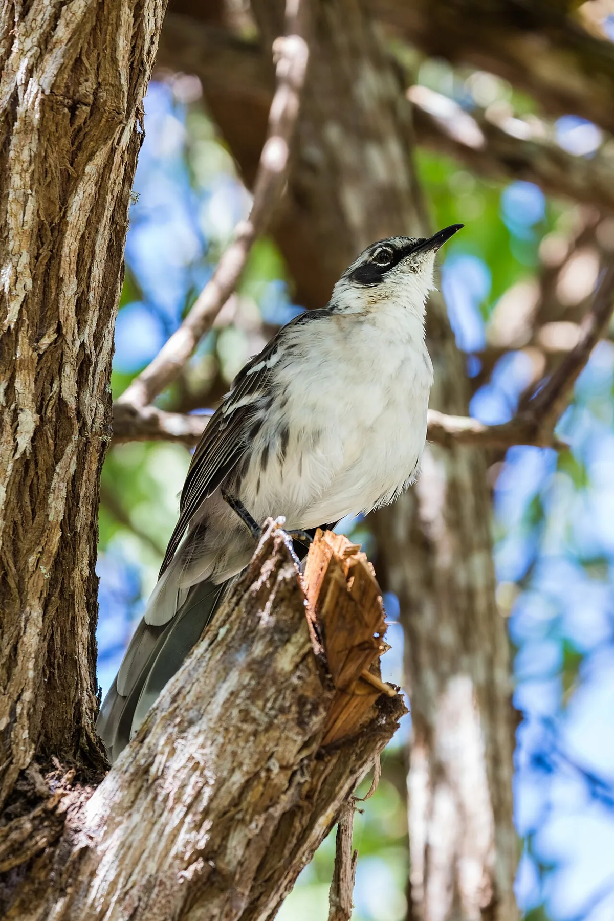 Galápagos Mockingbird: The Endemic Songbird of the Arid Zone