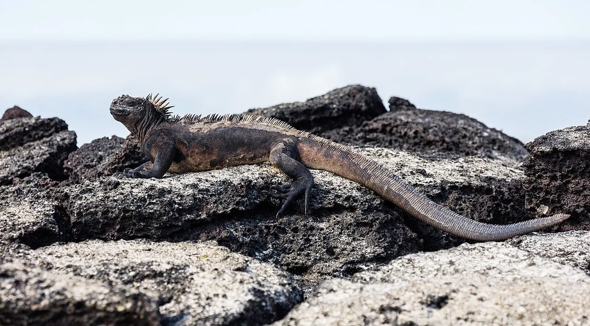 Galápagos Packing List (By Season, Checked by Locals)