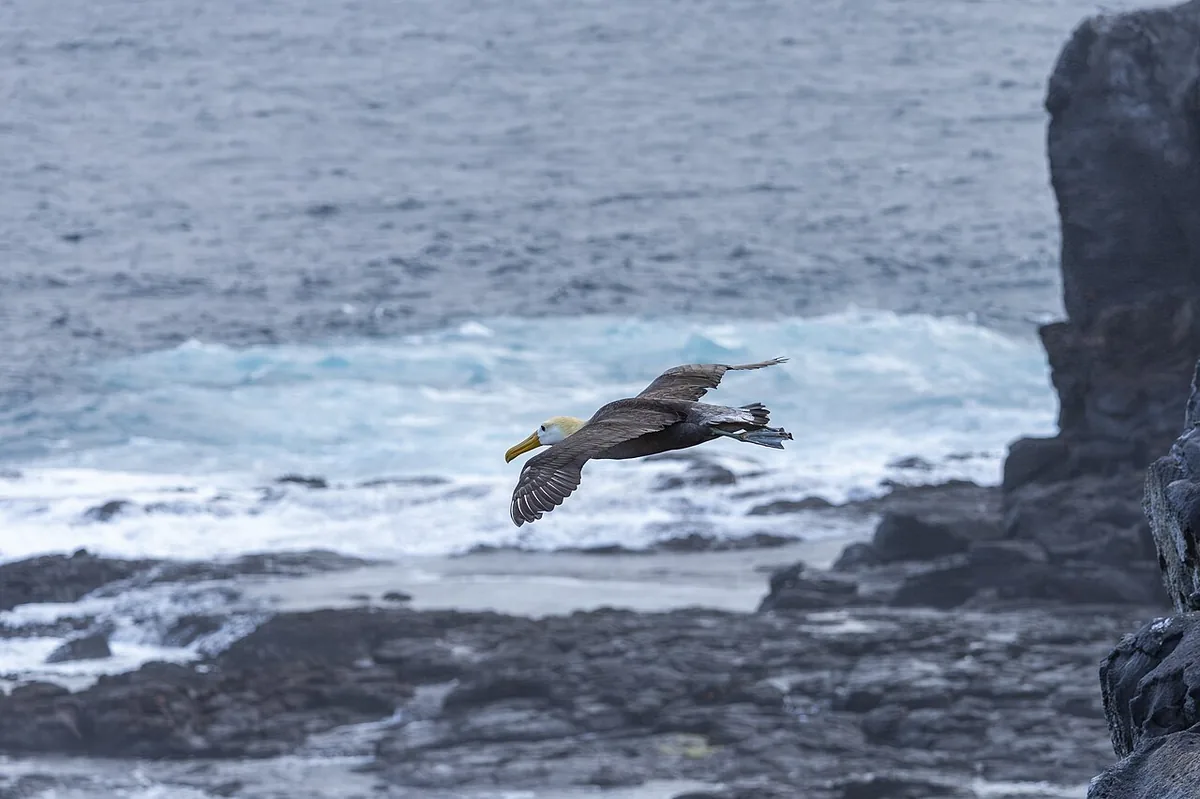 Galápagos Photography Guide: Gear, Settings and Ethics