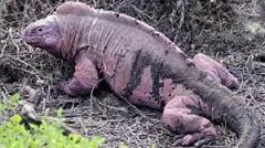 Pink Land Iguana: The Rarest Iguana in the World (Wolf Volcano Only)
