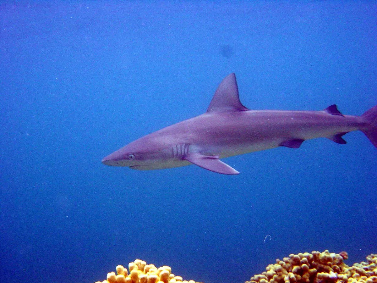 Galápagos Sharks: Whitetip, Blacktip, Galápagos and Tiger (Guide)