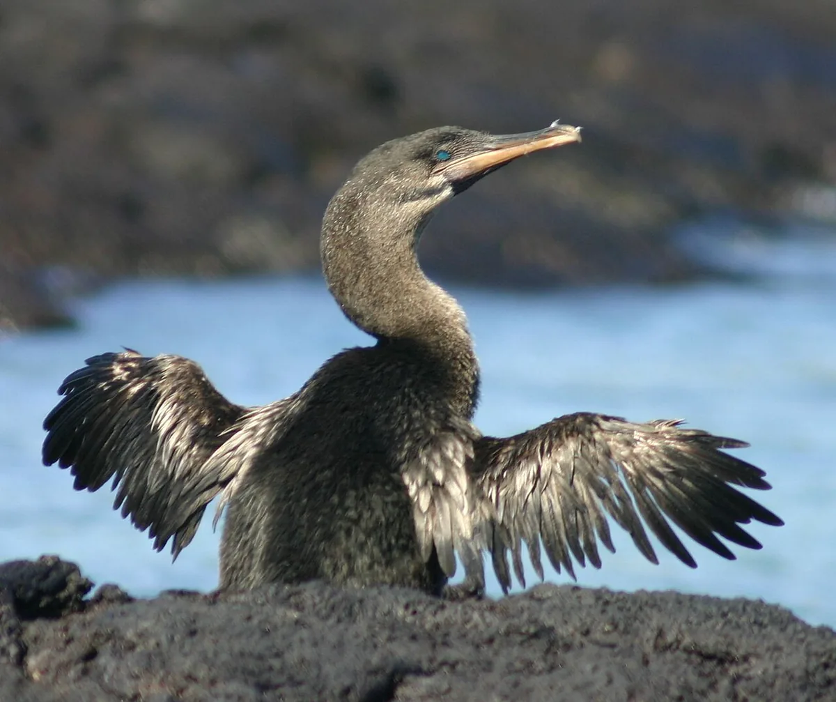Travel Insurance for Galápagos: What Your Policy Actually Needs