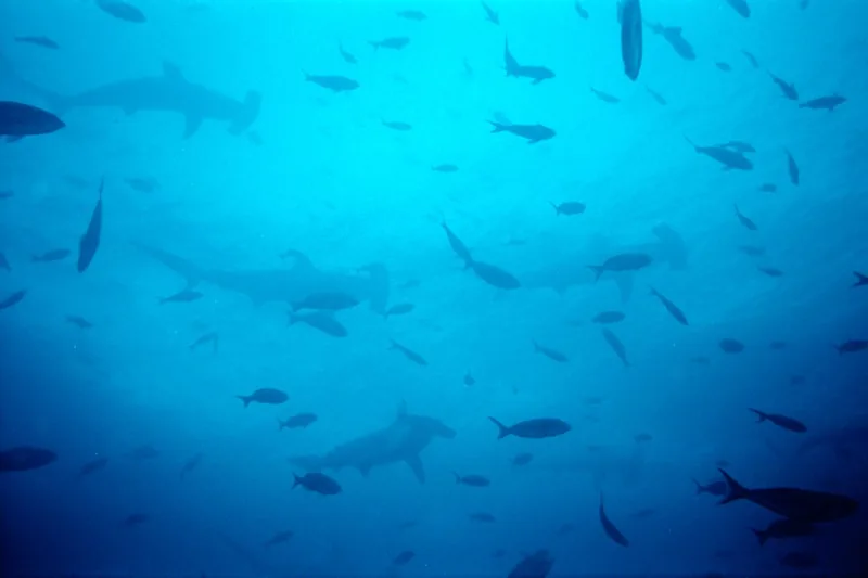 Hammerhead Shark: The Scalloped Icon of Galápagos Diving