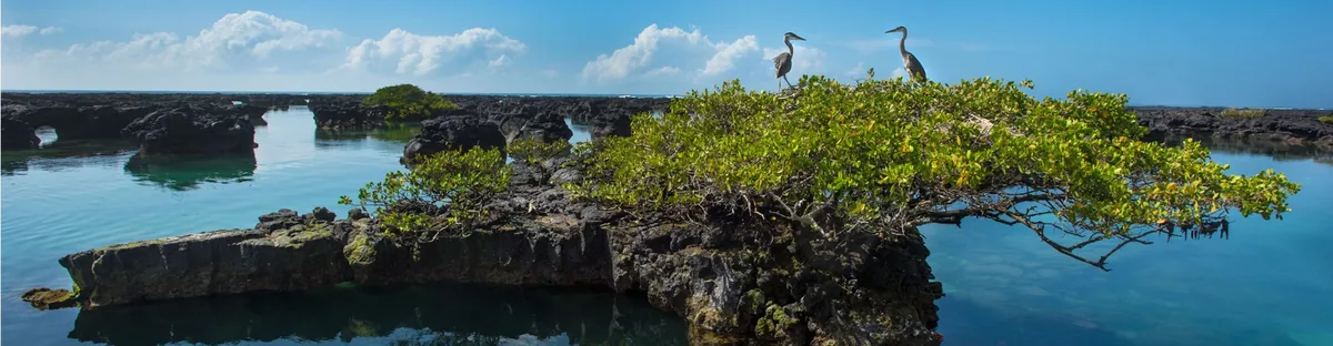 Isabela Island, Galápagos: Volcanoes, Penguins, and the Wild West
