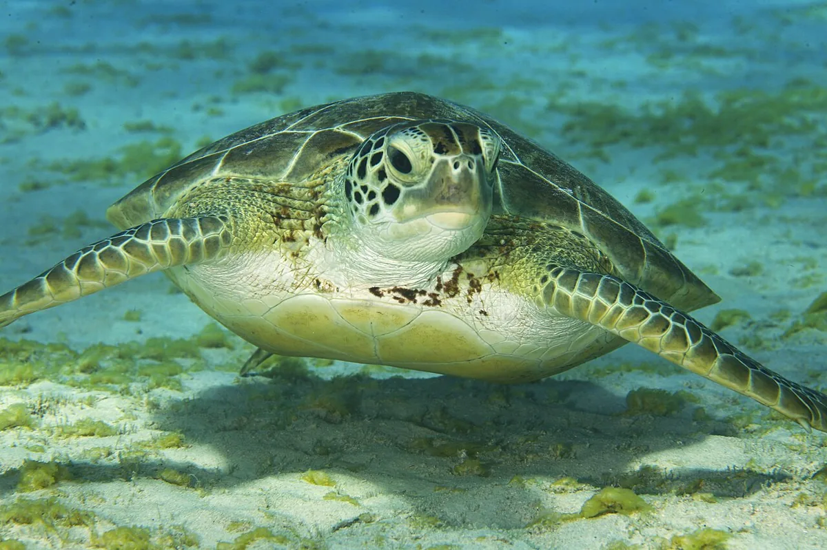 Las Bachas Beach: Turtle Nesting on Santa Cruz's North Shore