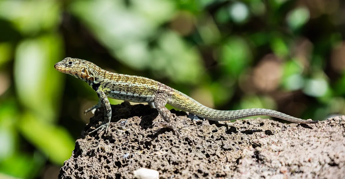 Galápagos Lava Lizard: The Little Reptile on Every Trail