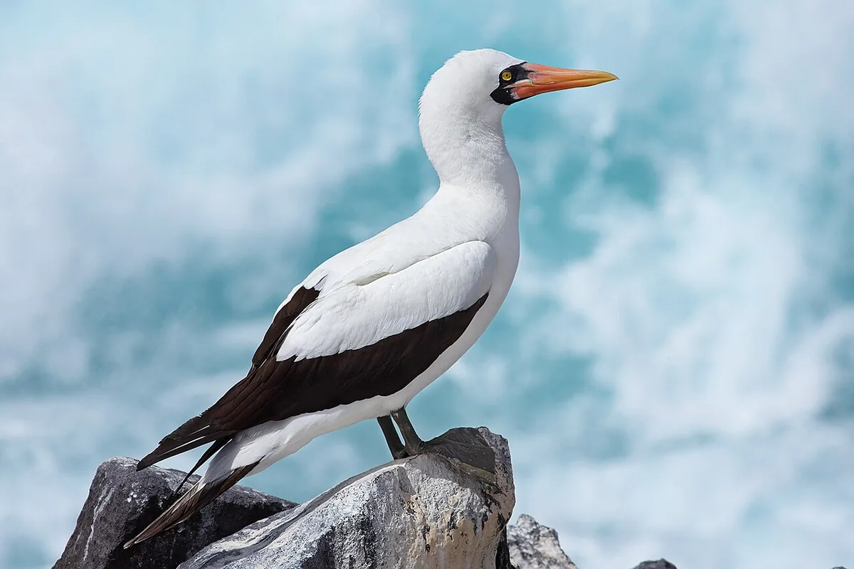 Nazca Booby: The Masked Booby of the Cliffs