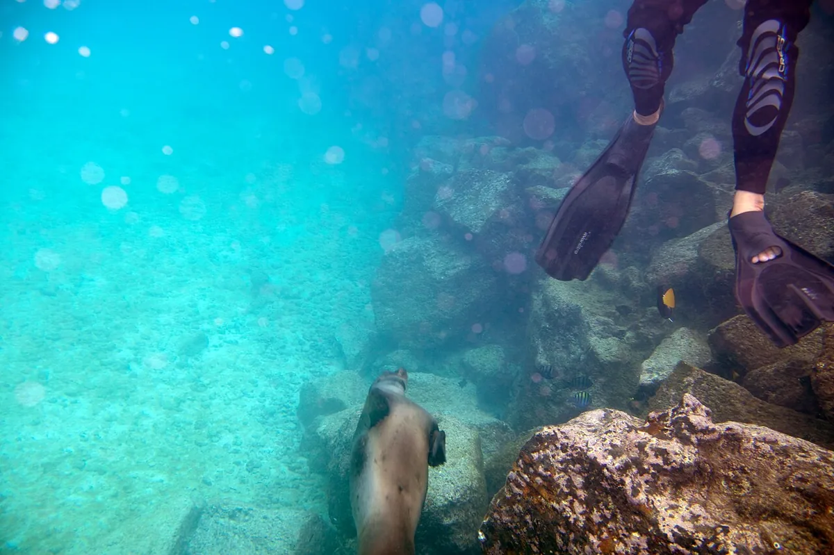 Snorkeling in Galápagos: Best Sites, Seasons and Prices