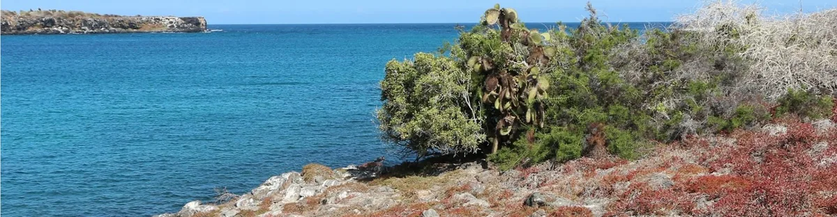 South Plaza Island, Galápagos: The Red Carpet, the Hybrid Iguanas
