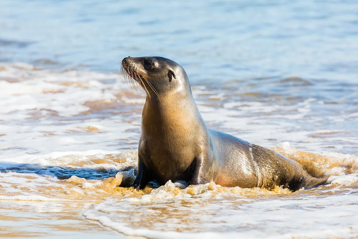 Surfing in Galápagos: Breaks, Boards and Rules
