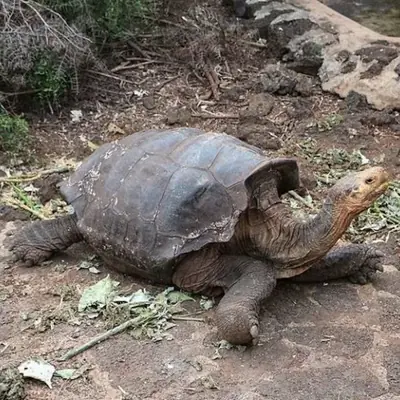 Galápagos Crowds by Month: When the Islands Feel Full