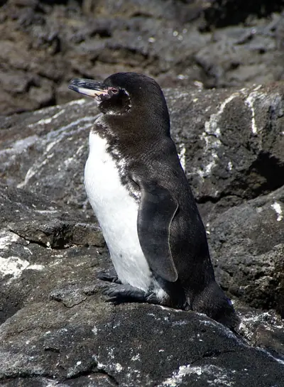 Galápagos Penguin: The Only Penguin North of the Equator