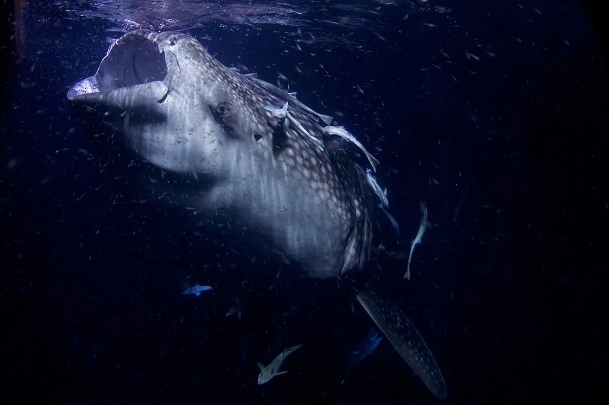 Whale Shark: The Largest Fish in the Ocean (Darwin and Wolf)