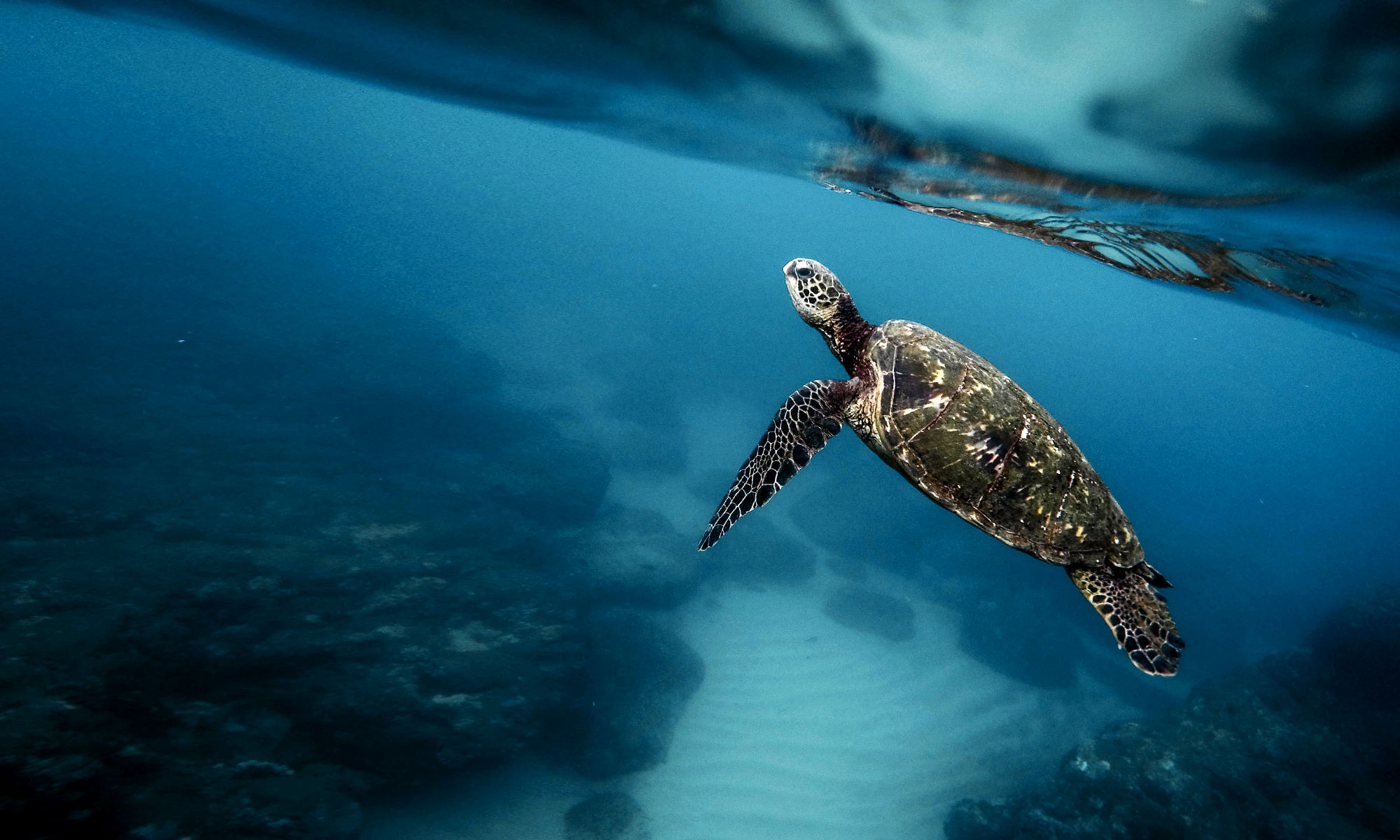 BackgroundGalapagos - Birdwatching & Galapagos