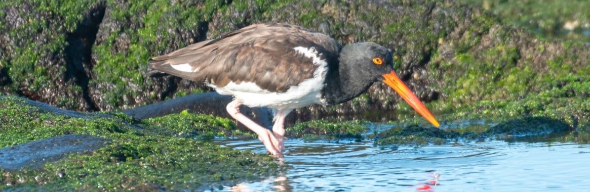 galapagos bird -