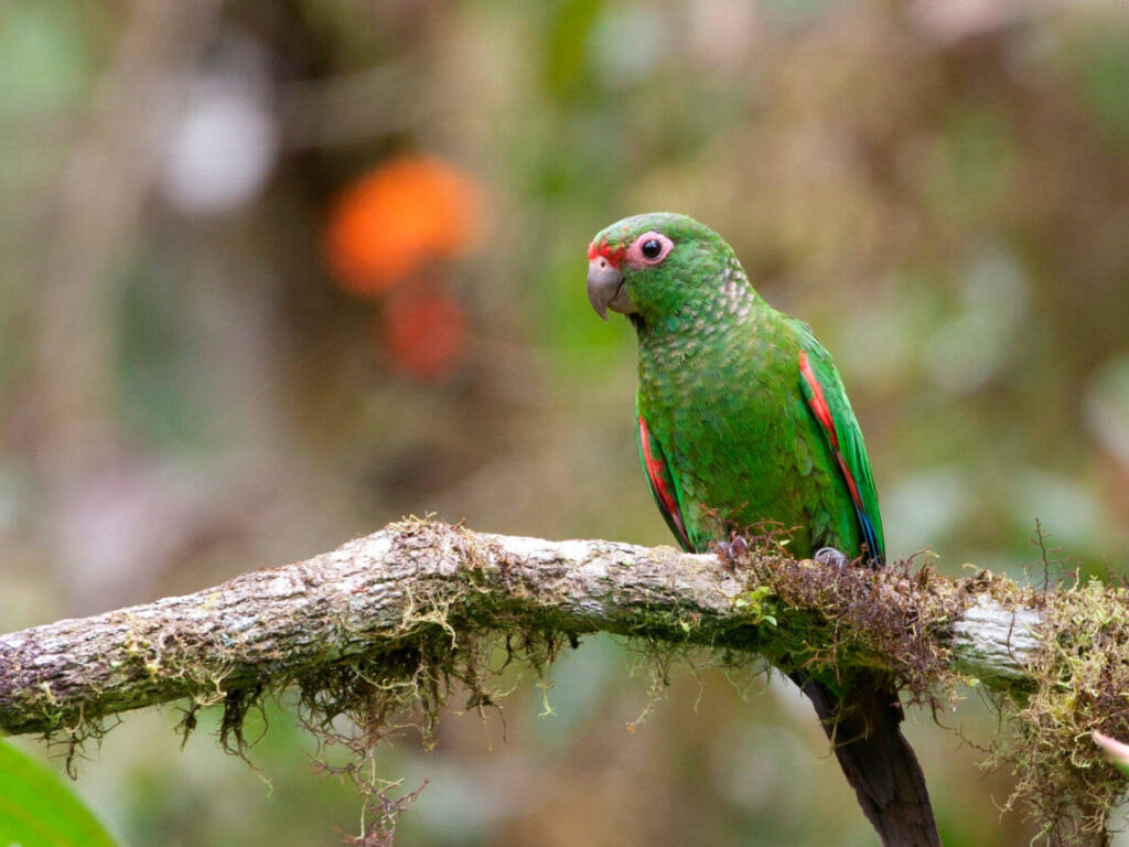 El Oro Parakeet