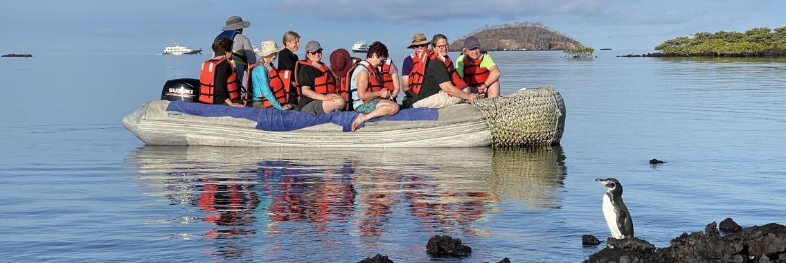 galaxy orion galapagos penguin -