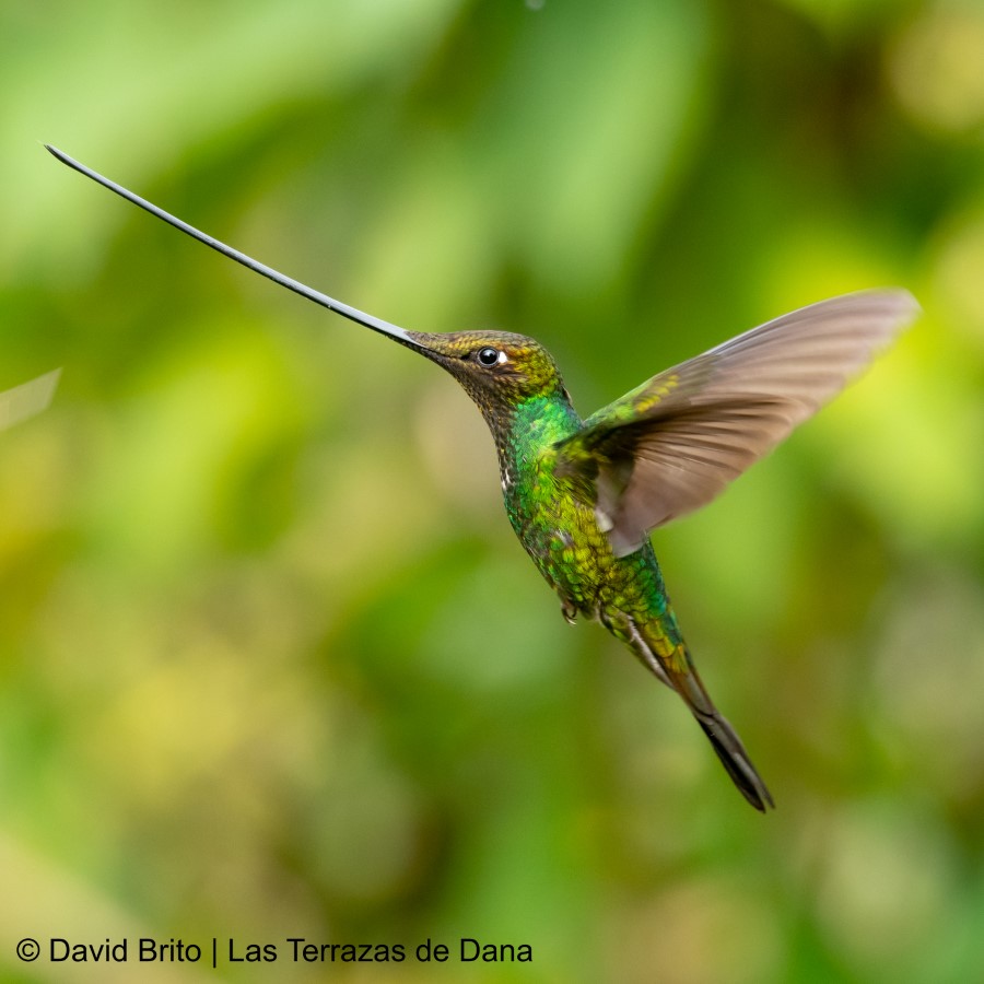 1 Sword billed Hummingbird -