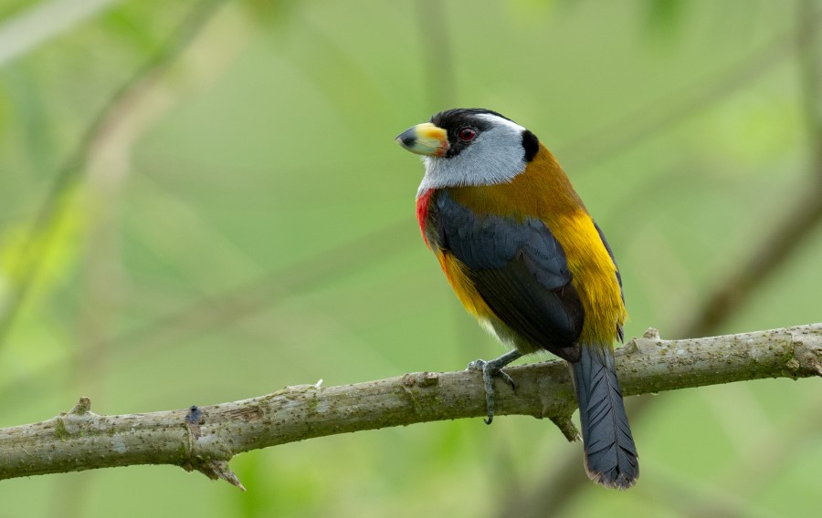 10 Toucan Barbet -