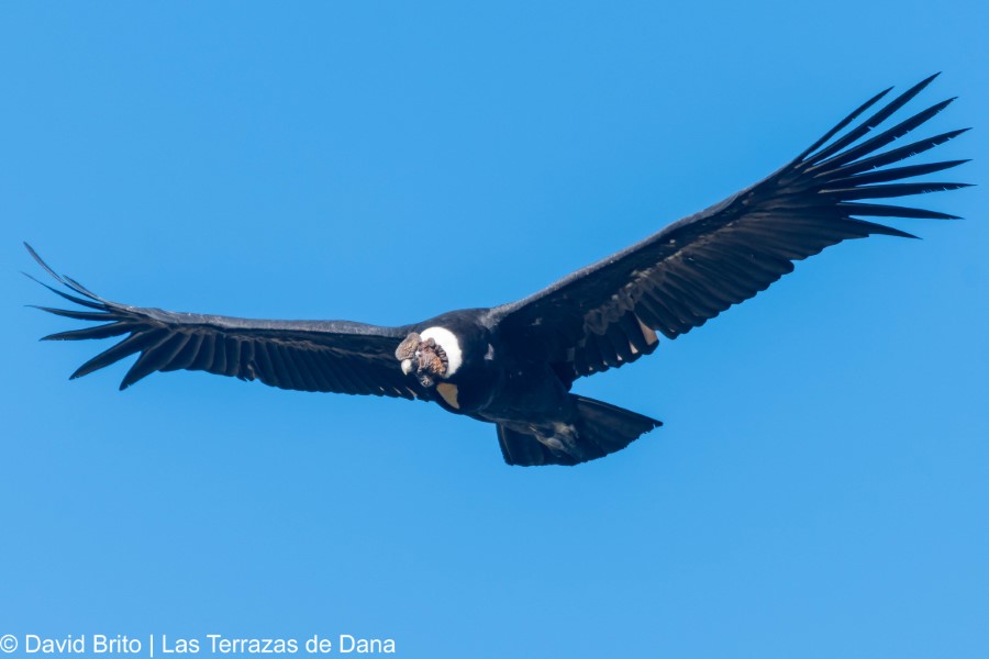 2 Andean Condor -