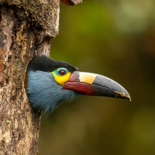 3 Plate Billed Mountain Toucan min -