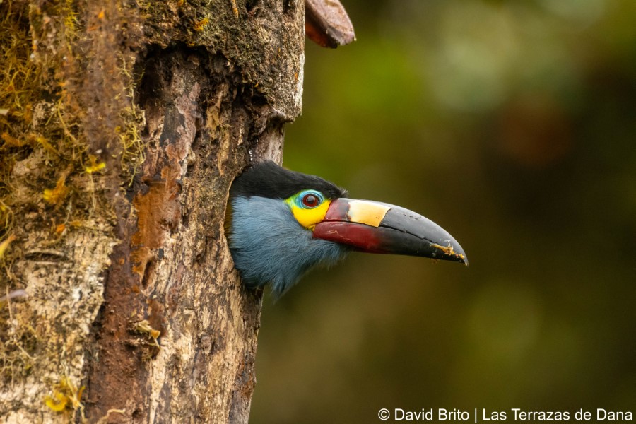 3 Plate Billed Mountain Toucan -