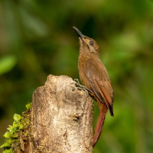 6-Plain-brown-Woodcreeper-min.jpg