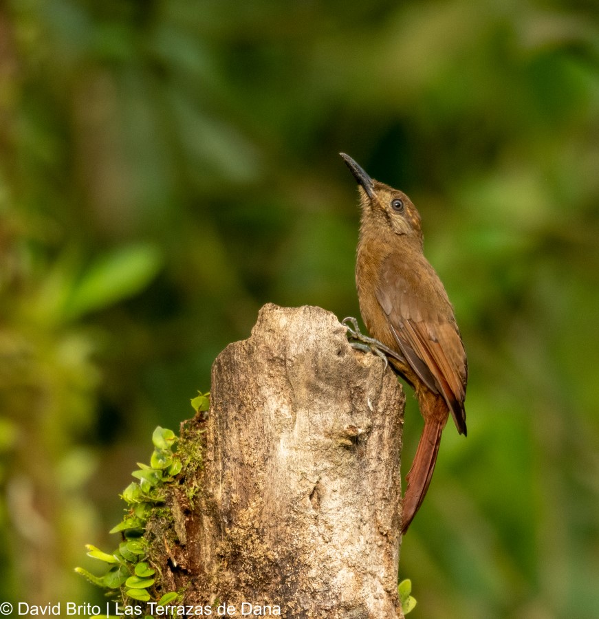 6 Plain brown Woodcreeper -