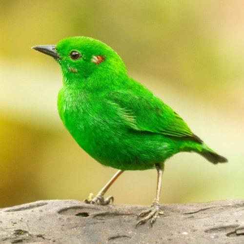 6 glistening green tanager min -