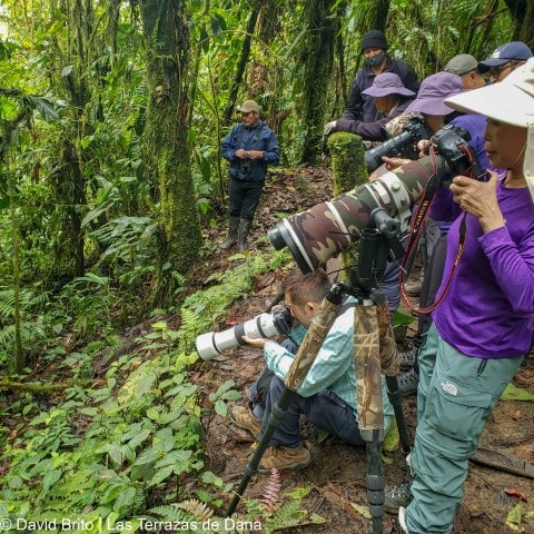 Antpitta Spot -