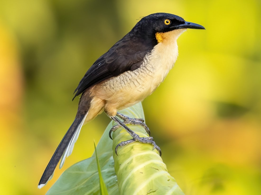 Black capped Donacobius -