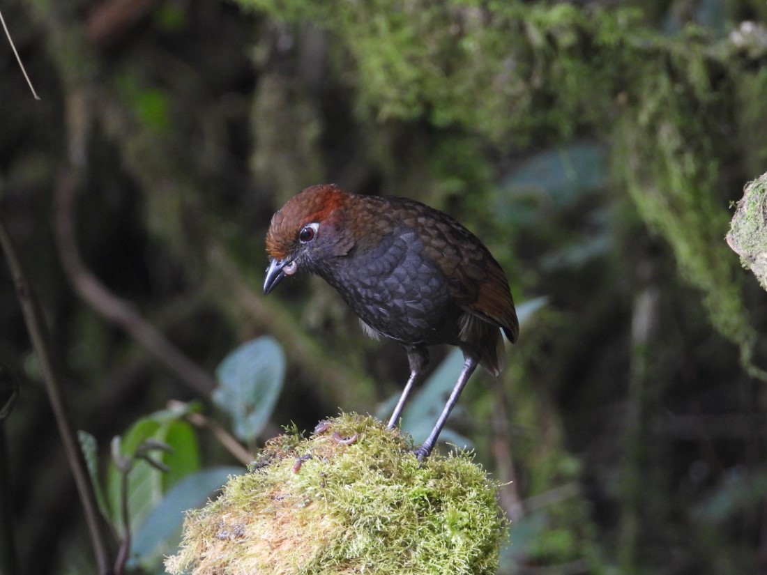 Chestnut naped Antpitta @FS Zuroloma DSCN7835 -