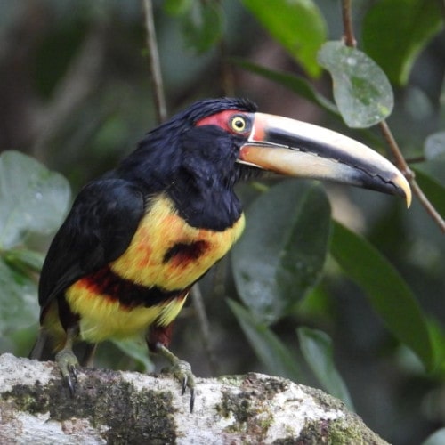 Collared Aracari @ FS Silanche DSCN6946 min -