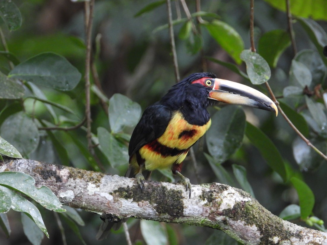 Collared Aracari @ FS Silanche DSCN6946 -