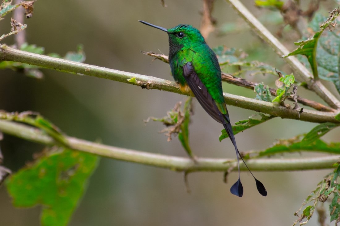 Rufous booted Racket tail -