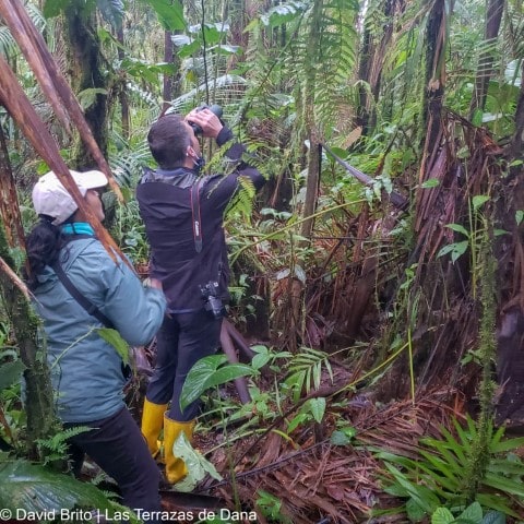 Umbrellabird Searching -